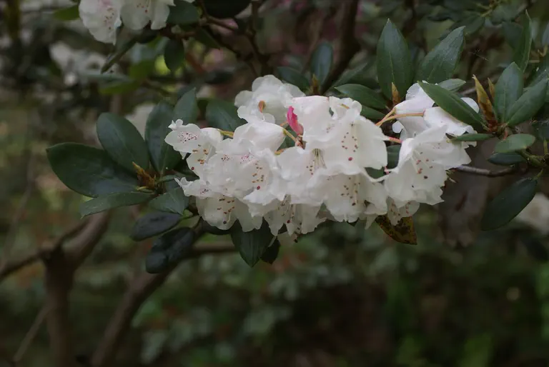 Photo of R. 'Enborne', Rhododendron Hybrid