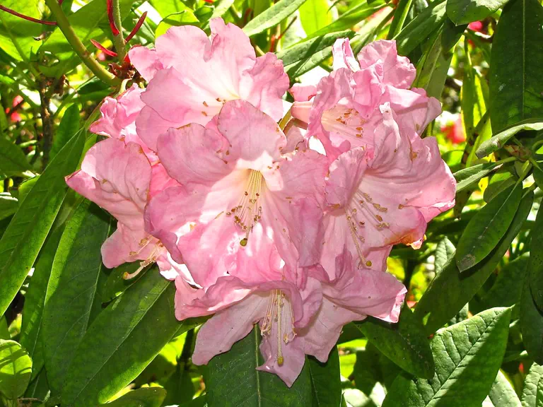Photo of R. 'Daisy Mae', Rhododendron Hybrid