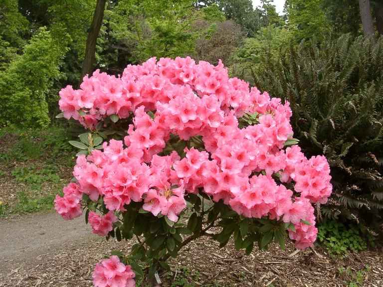 Photo of R. 'Dan Laxdall', Rhododendron Hybrid