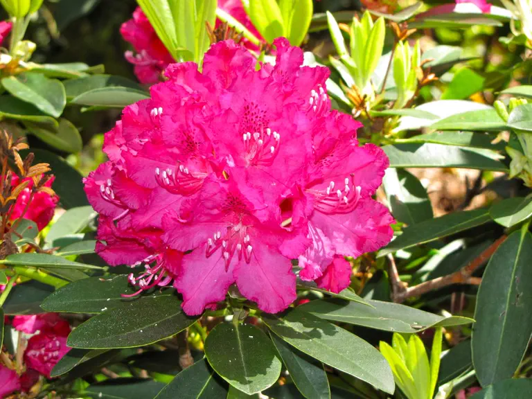 Photo of R. 'Delila', Rhododendron Hybrid