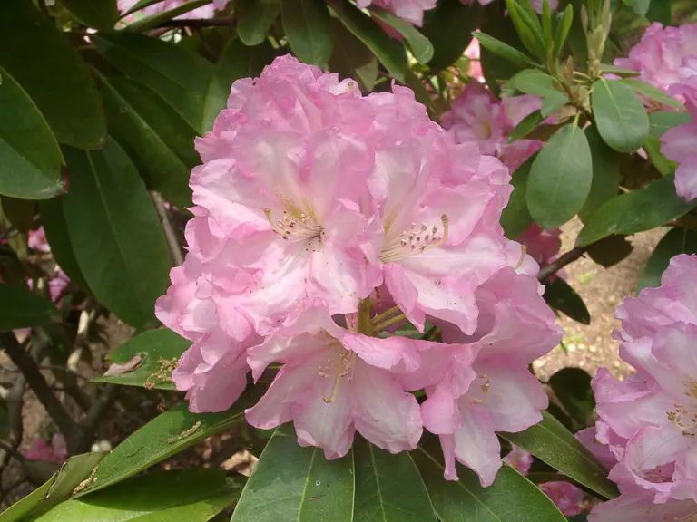 Photo of R. 'Dexter's Pink', Rhododendron Hybrid