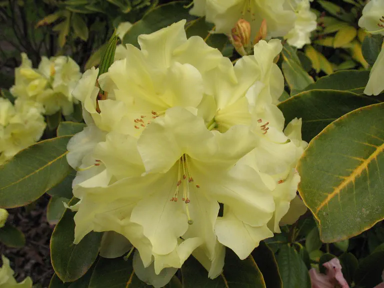 Photo of R. 'Morning Sunshine', Rhododendron Hybrid