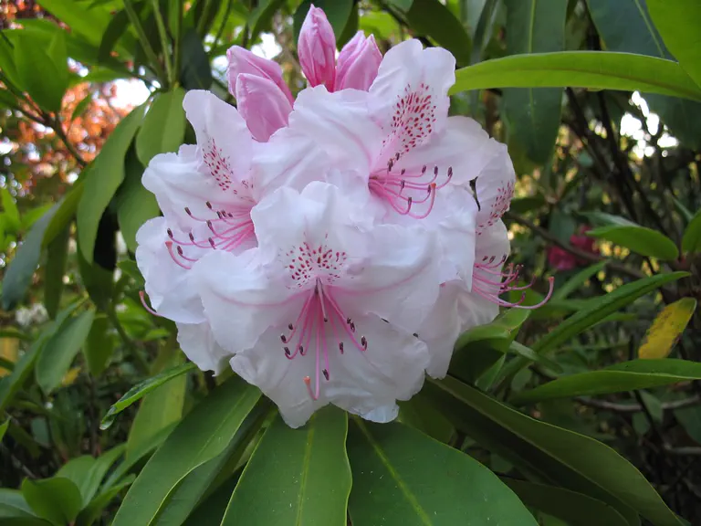 Photo of R. 'Mother of Pearl', Rhododendron Hybrid