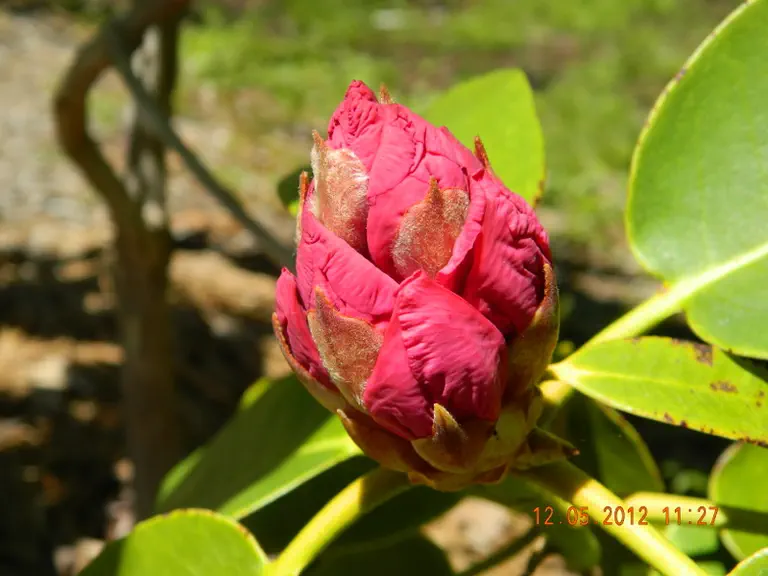Photo of R. 'Halesite Maiden', Rhododendron Hybrid