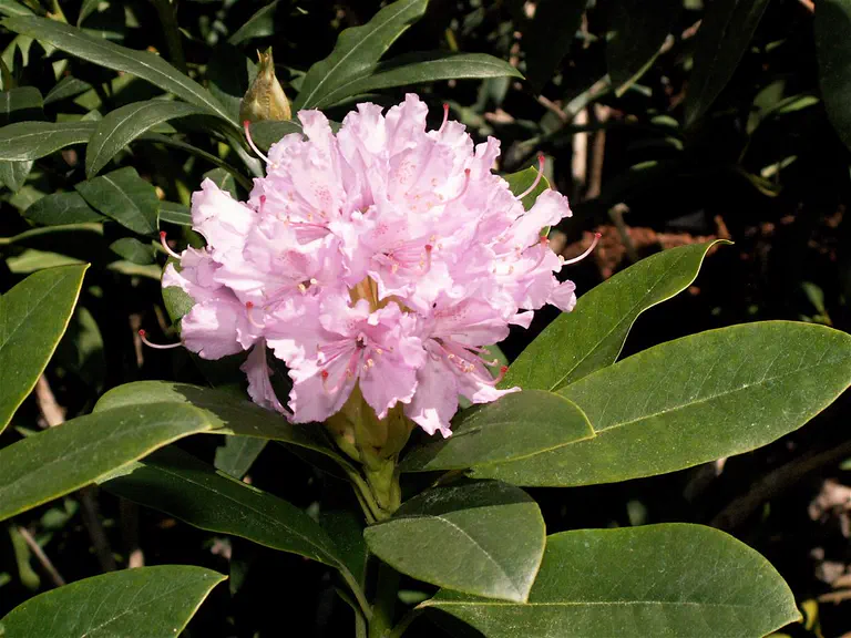 Photo of R. 'Euclid', Rhododendron Hybrid