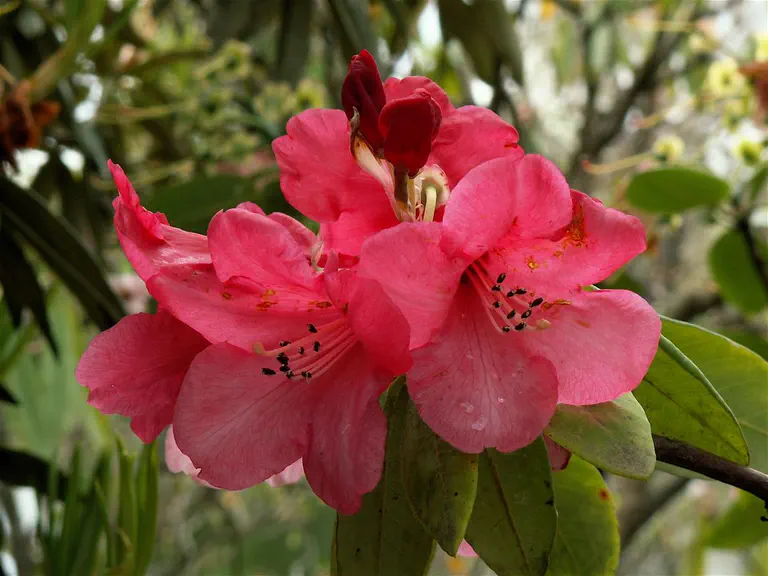 Photo of R. 'Exbury Cornish Cross', Rhododendron Hybrid