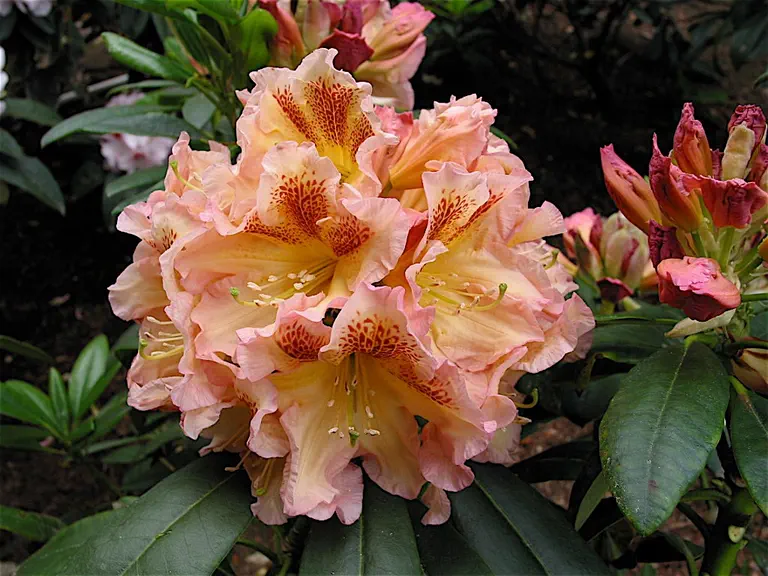 Photo of R. 'Amber Waves', Rhododendron Hybrid