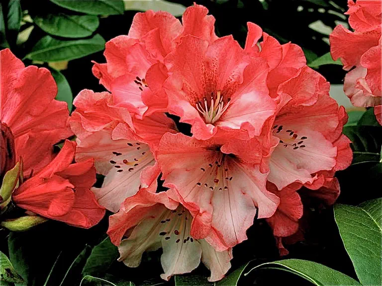 Photo of R. 'Carol's Candy', Rhododendron Hybrid