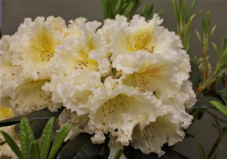 Photo of R. 'Champagne Lace', Rhododendron Hybrid