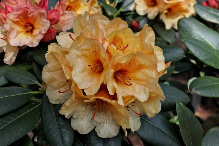 Photo of R. 'Copper Canyon', Rhododendron Hybrid
