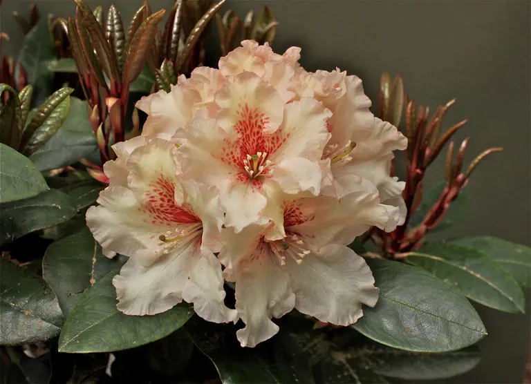 Photo of R. 'Fancy That', Rhododendron Hybrid