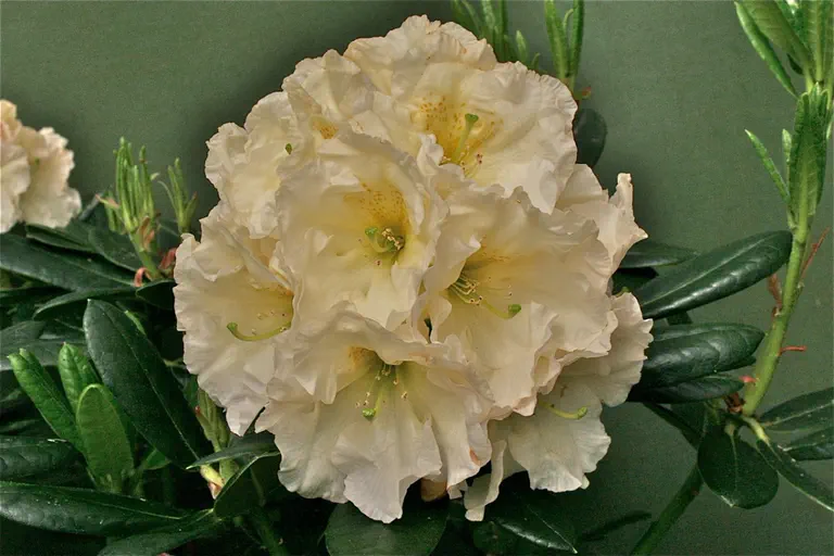 Photo of R. 'Frosted Lemon', Rhododendron Hybrid