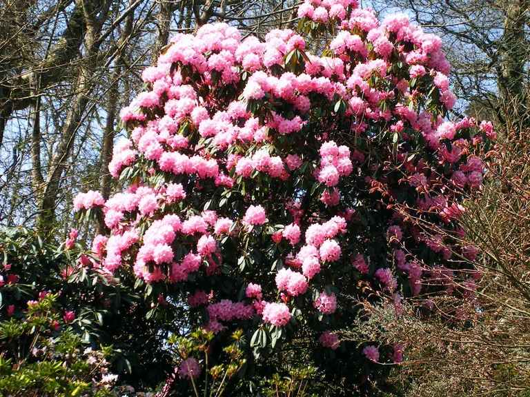 Photo of R. 'Endsleigh Pink', Rhododendron Hybrid