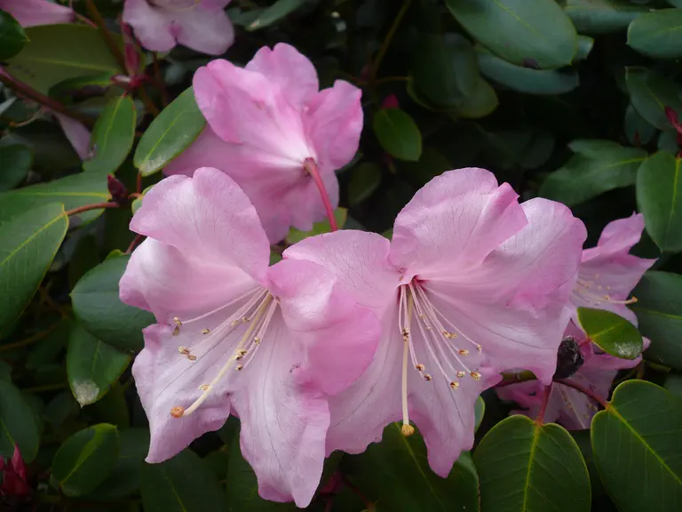 Photo of R. 'County Fair', Rhododendron Hybrid