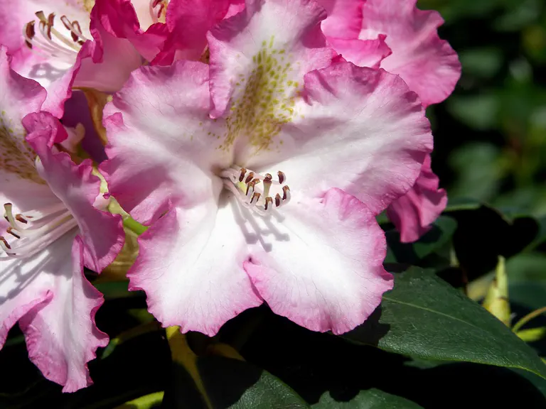 Photo of R. 'Hachmann's Saskia', Rhododendron Hybrid