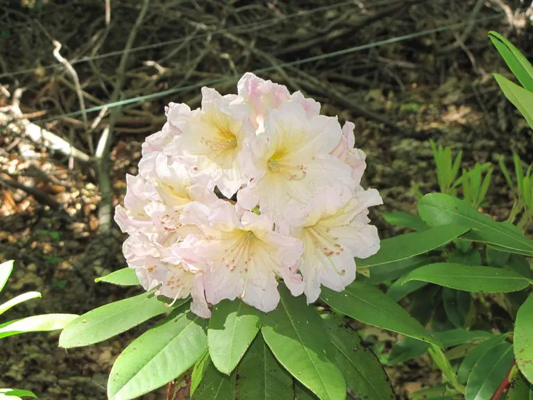 Photo of R. 'Woodbench', Rhododendron Hybrid