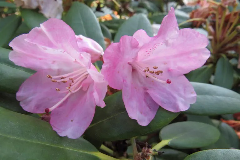 Photo of R. 'F.K. Evert', Rhododendron Hybrid