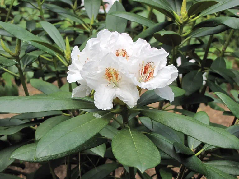 Photo of R. 'White Shades', Rhododendron Hybrid