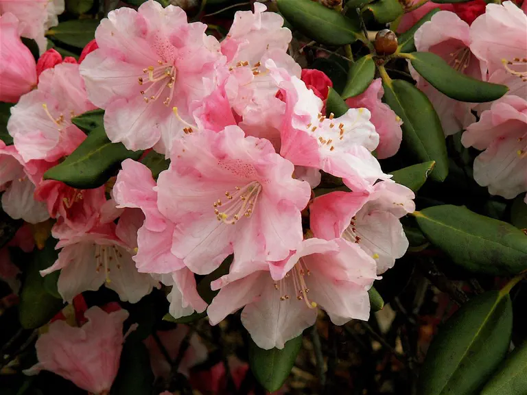 Photo of R. 'Wintonbury', Rhododendron Hybrid