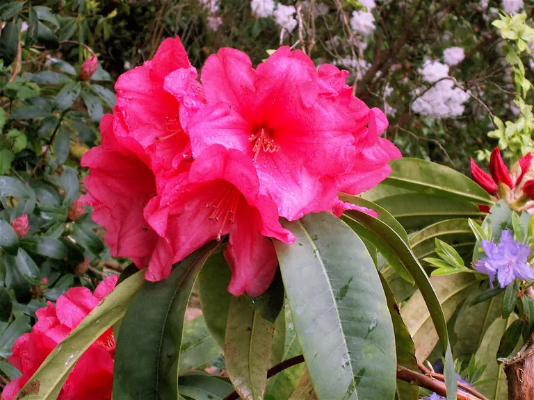 Photo of R. 'Fort Bragg Glow', Rhododendron Hybrid