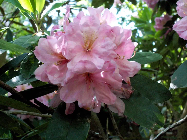 Photo of R. 'Fortune Cookie', Rhododendron Hybrid