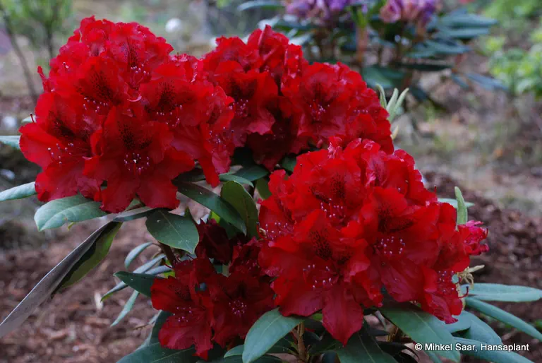 Photo of R. 'Erato', Rhododendron Hybrid