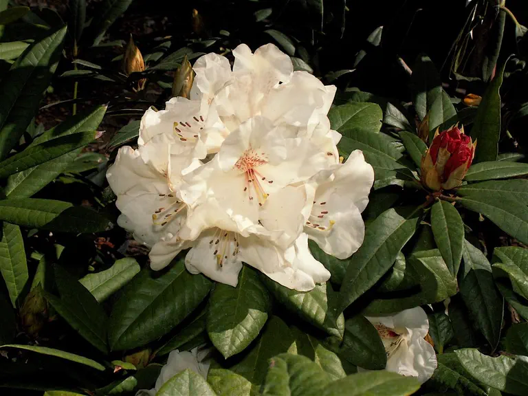Photo of R. 'Gertrude Bovee', Rhododendron Hybrid