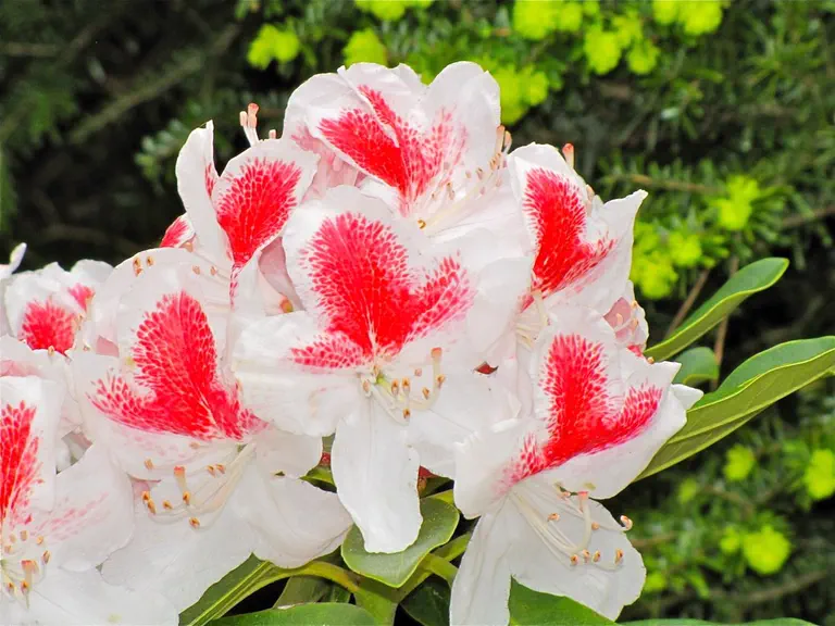 Photo of R. 'Fire & Ice', Rhododendron Hybrid
