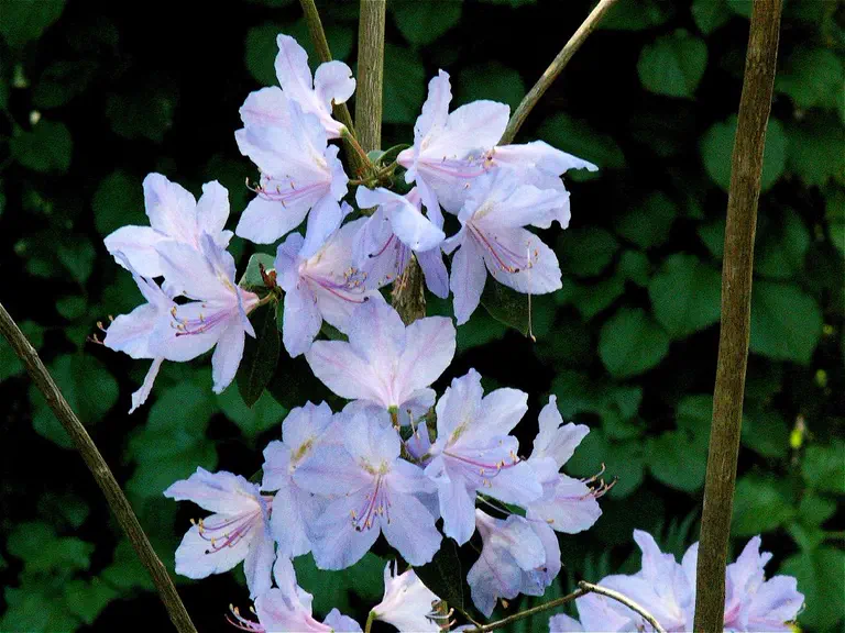 Photo of R. augustinii ssp augustinii 'Firwood Best', Rhododendron Species Selection