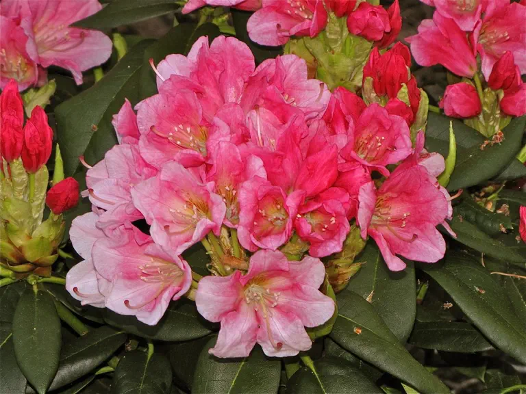 Photo of R. 'Frau Holle', Rhododendron Hybrid