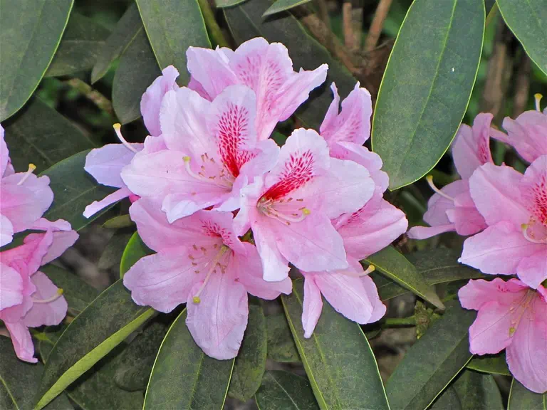 Photo of R. 'Friede Springer', Rhododendron Hybrid