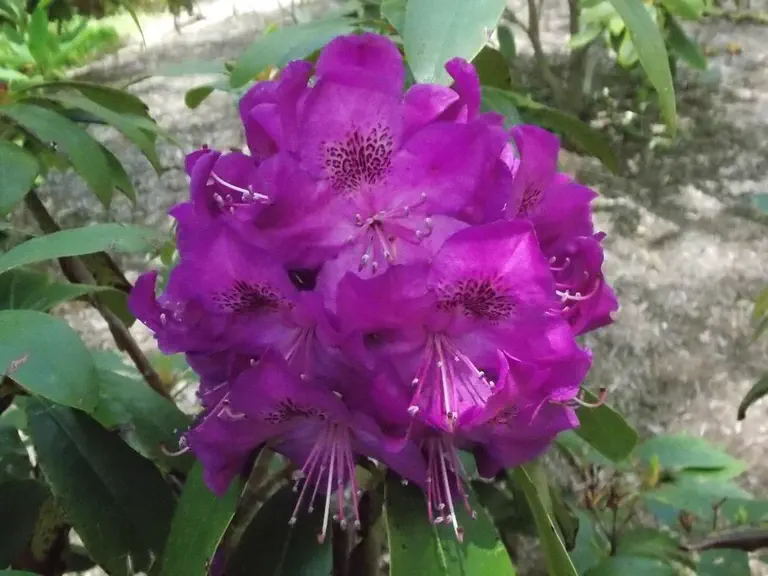 Photo of R. 'Florence Parks', Rhododendron Hybrid