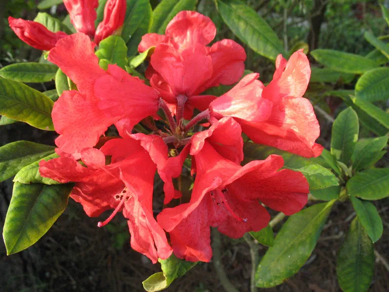 Photo of R. 'Renhaven', Rhododendron Hybrid