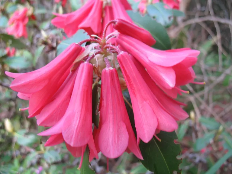 Photo of R. 'Royal Beauty Group', Rhododendron Hybrid