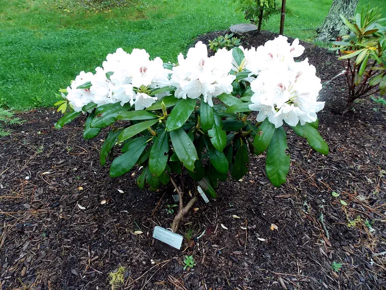 Photo of R. 'Dr. Lutton', Rhododendron Hybrid