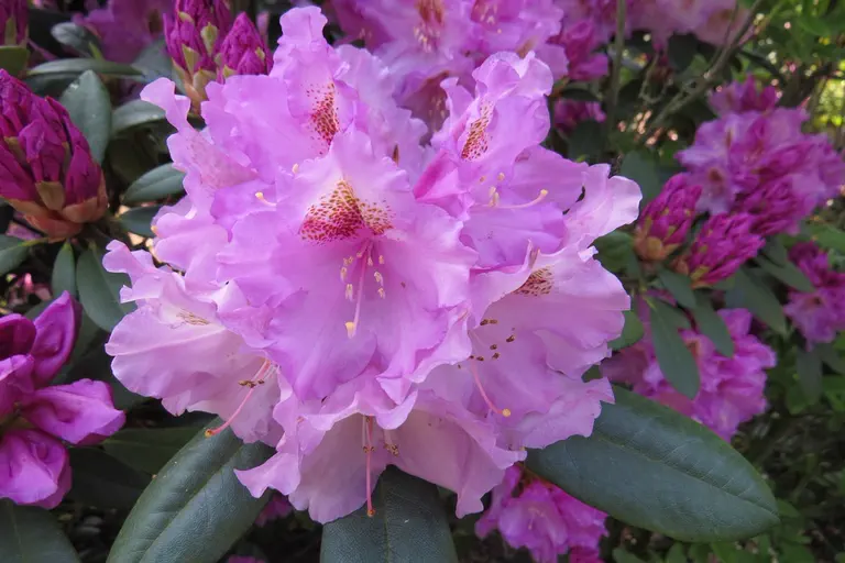 Photo of R. 'Ernest Inman', Rhododendron Hybrid