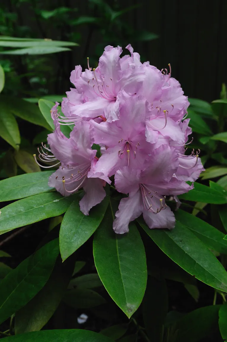 Photo of R. 'Mrs E.C. Stirling', Rhododendron Hybrid