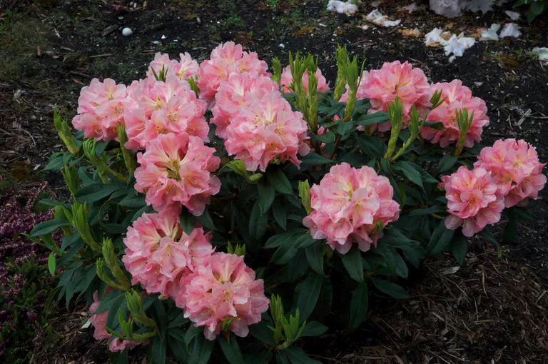 Photo of R. 'Langley Tranquility', Rhododendron Hybrid