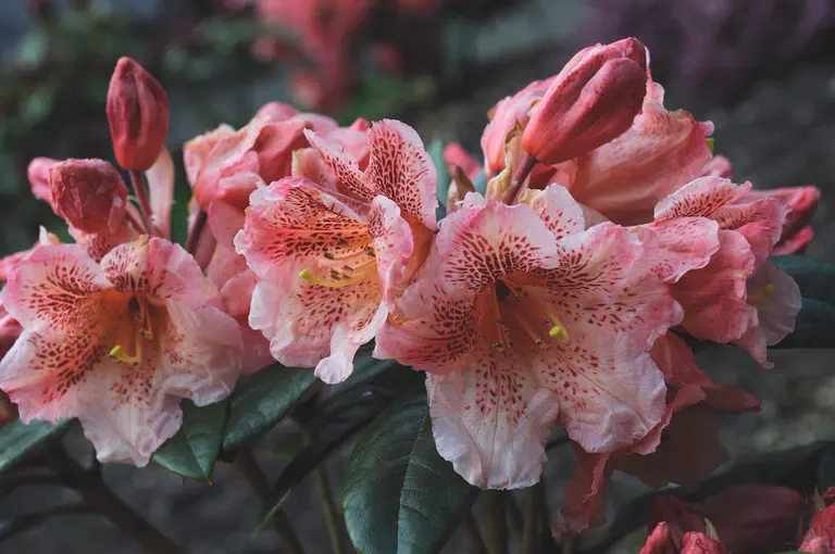 Photo of R. 'Party Orange', Rhododendron Hybrid