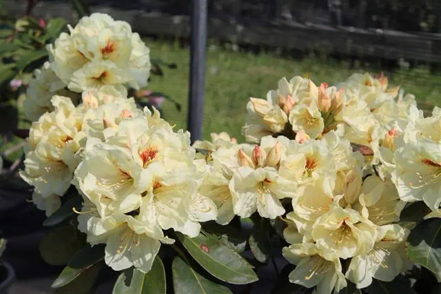 Photo of R. 'Robert Sutherland', Rhododendron Hybrid