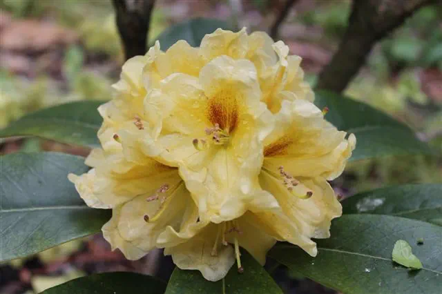 Photo of R. 'Papaya Punch x Casanova', Rhododendron Hybrid