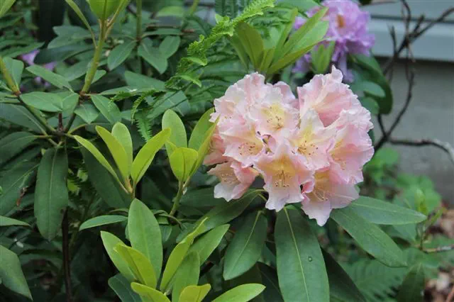Photo of R. 'Orlando', Rhododendron Hybrid