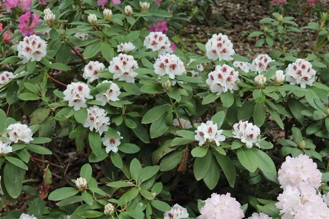 Photo of R. 'Elegant Candy', Rhododendron Hybrid