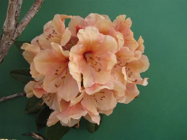 Photo of R. 'Dawn Star', Rhododendron Hybrid