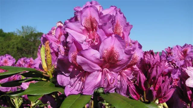 Photo of R. 'Purple Robe', Rhododendron Hybrid