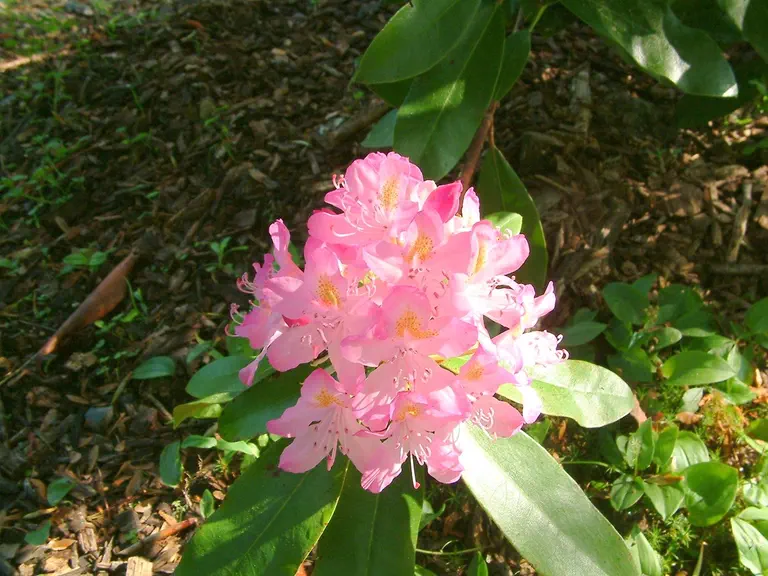 Photo of R. maximum 'Independence', Rhododendron Species Selection