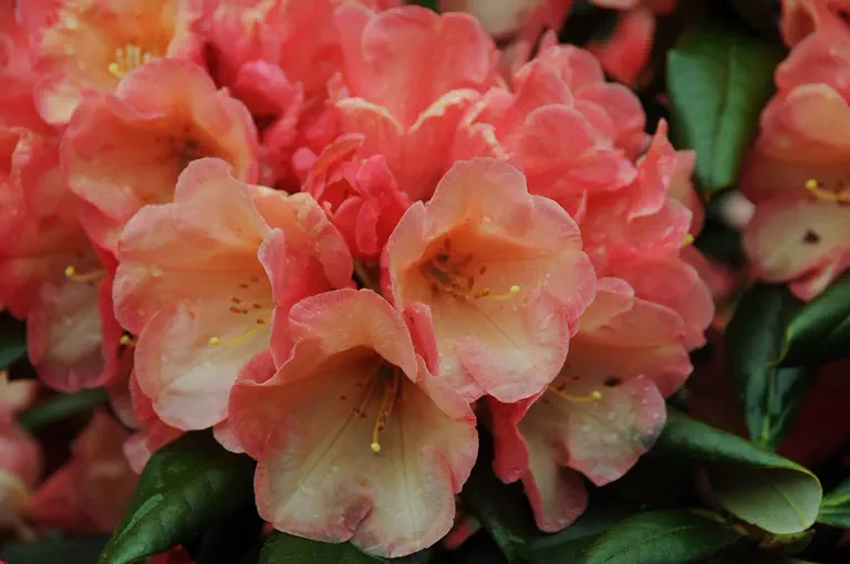 Photo of R. 'Mary Margaret Haugen', Rhododendron Hybrid