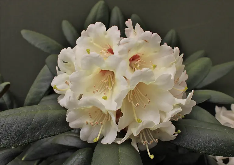 Photo of R. 'Ivory Dream', Rhododendron Hybrid
