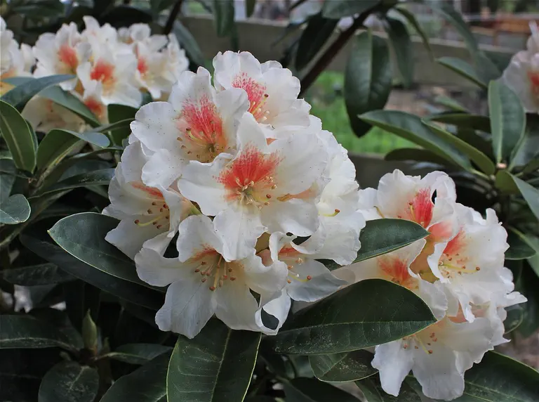 Photo of R. 'Judy's Choice', Rhododendron Hybrid