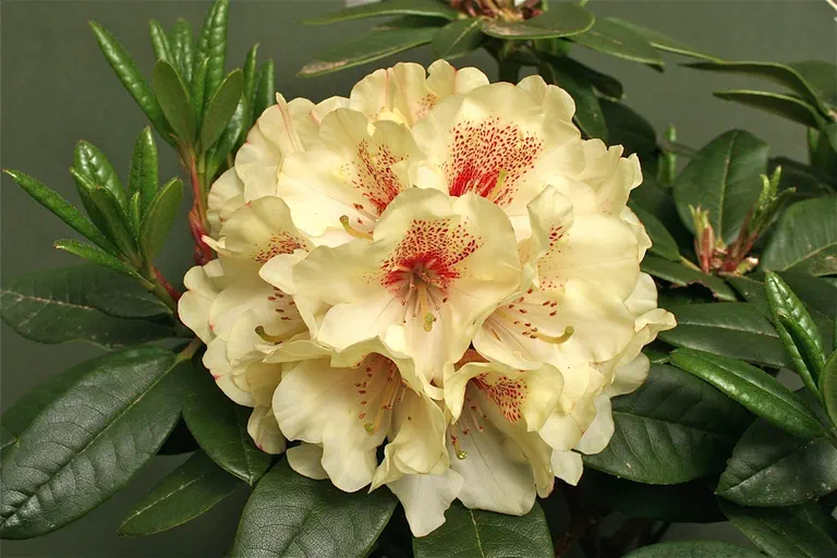 Photo of R. 'Lady Bug', Rhododendron Hybrid